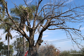 Ciliegio dell Etna